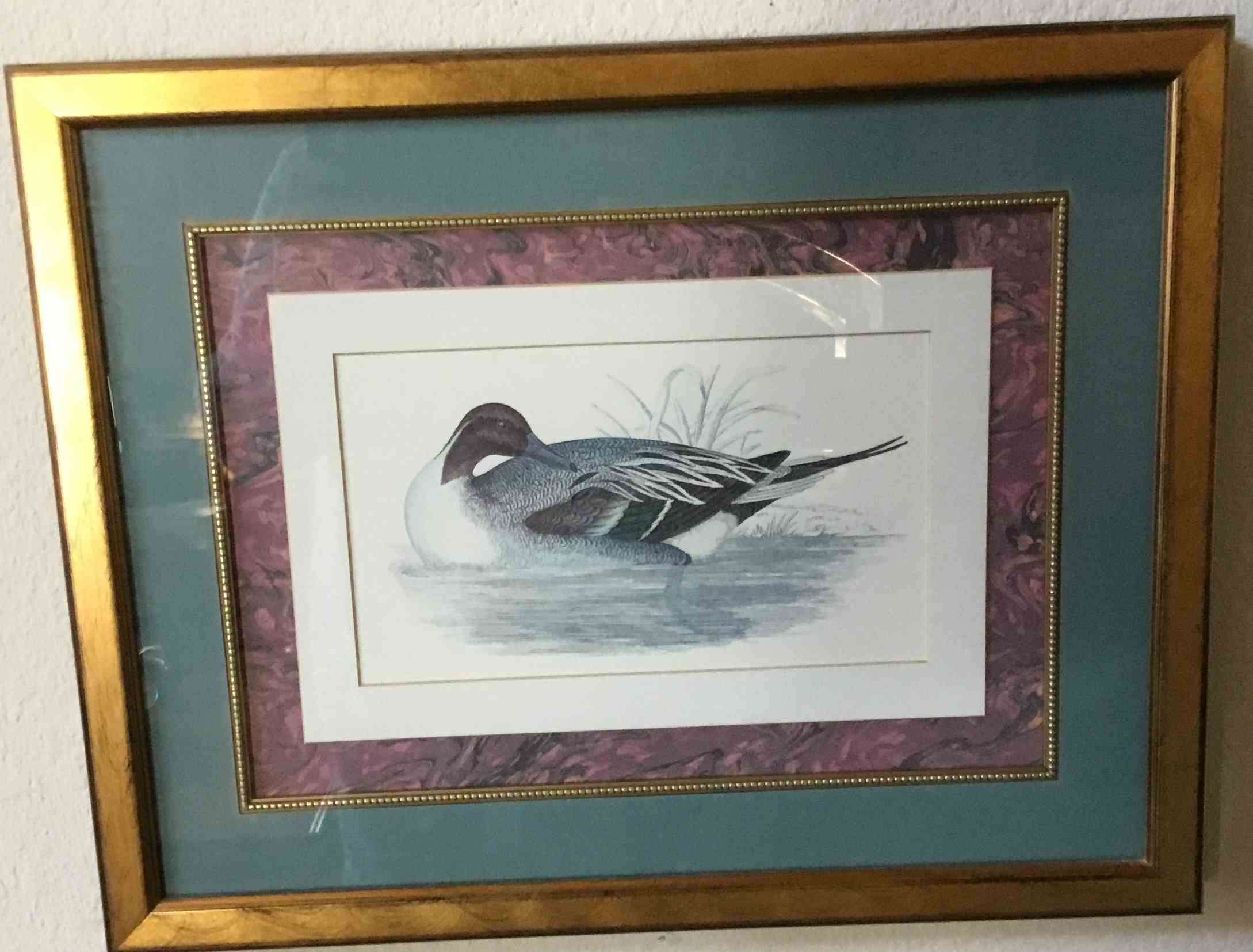 Framed Duck Art Print Image