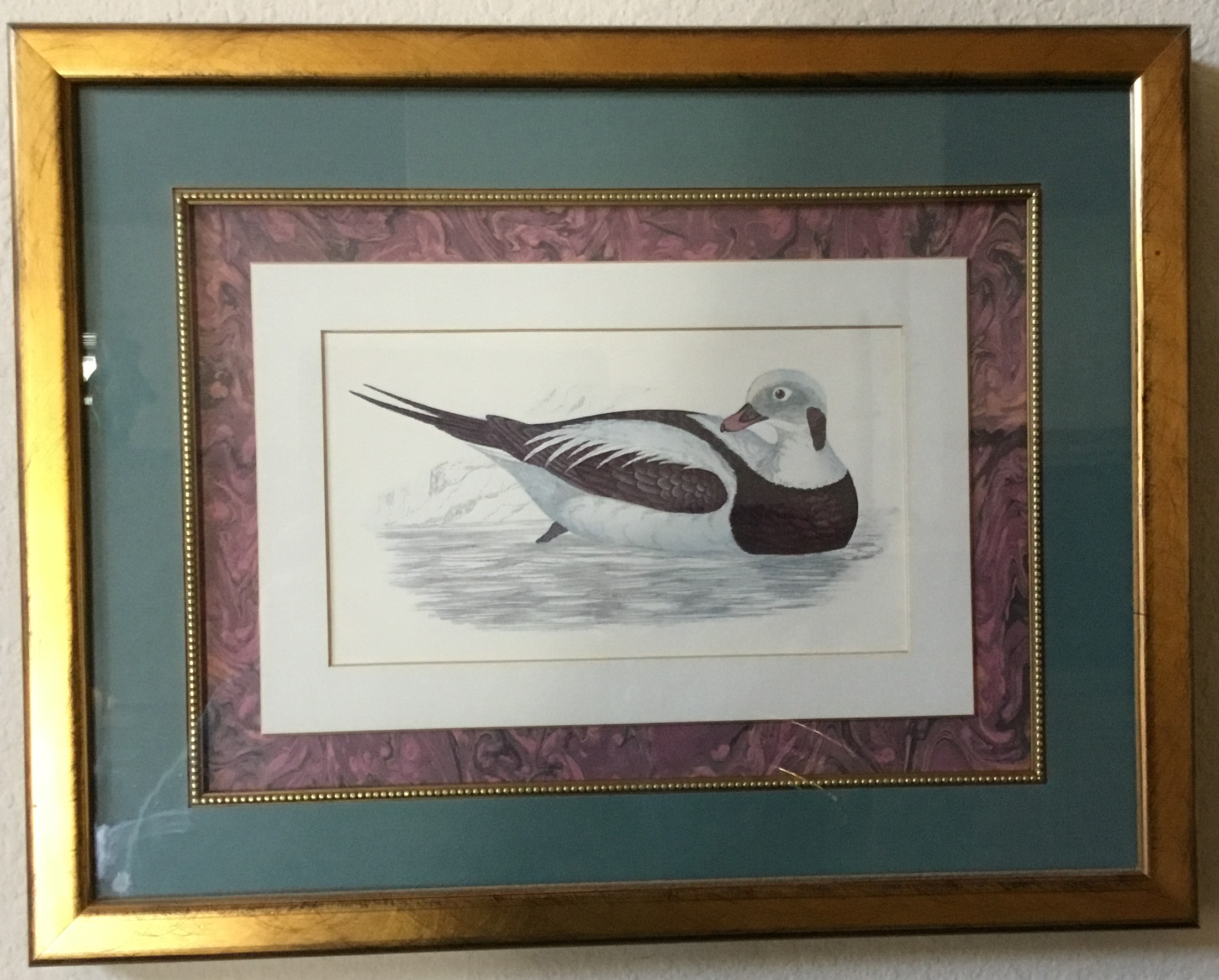 Framed Duck Art Print – Vintage Waterfowl Illustration with Gold Frame Image